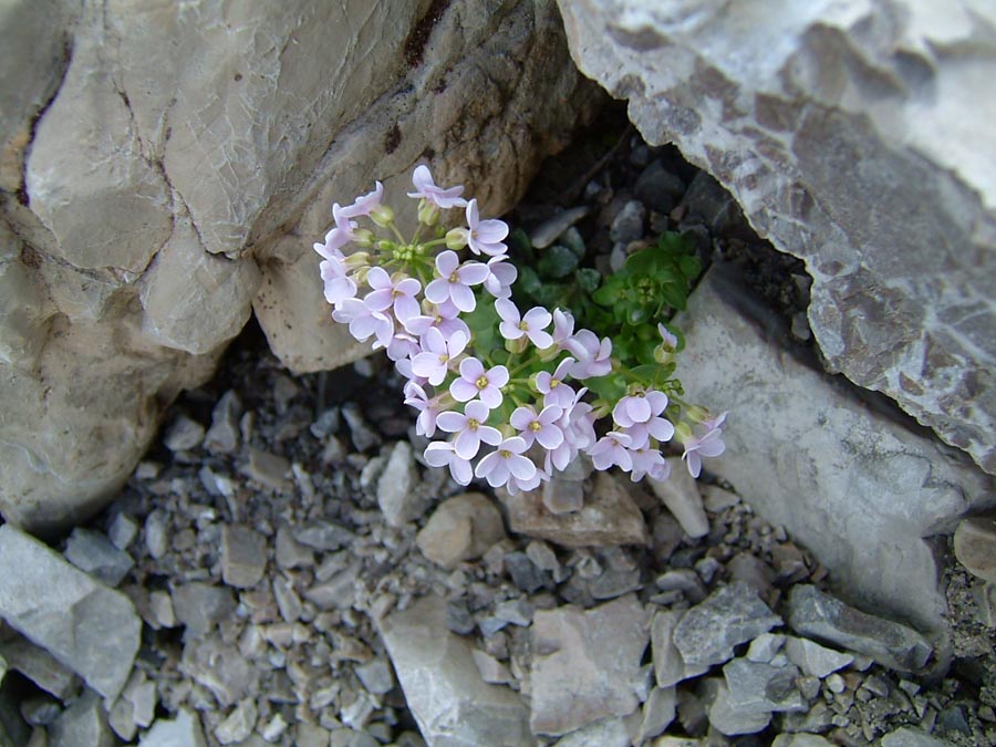 immagini/galleria natura/thlaspi rotundifolium 084 - Rifugio Costapiana - Valle di Cadore